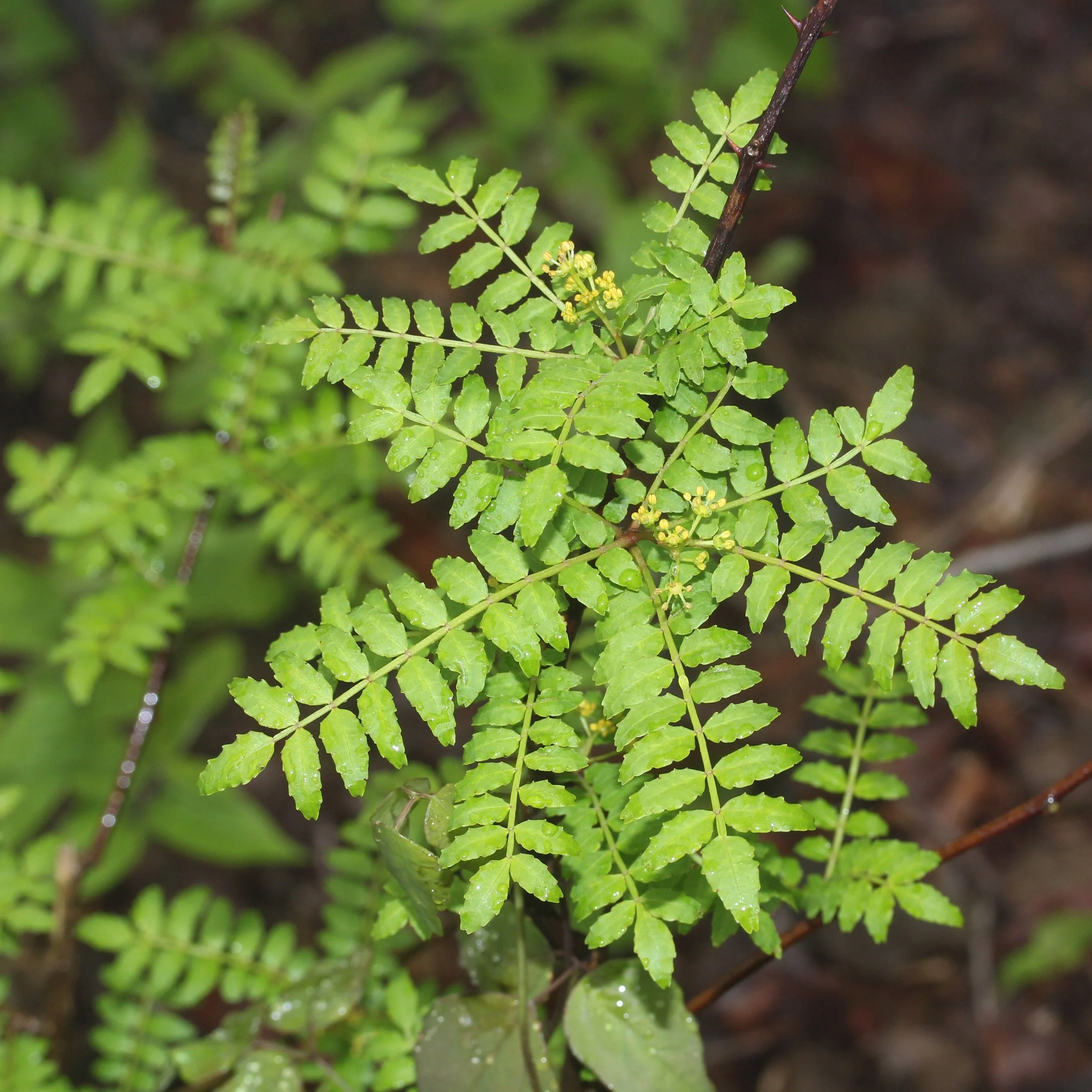 Sansho Pepper — Wanderlust Nursery